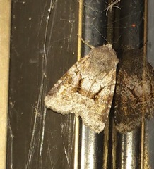 Oligia minuscula