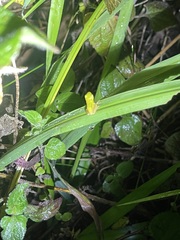 Litoria