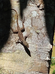Anolis stratulus