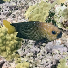 Microspathodon chrysurus