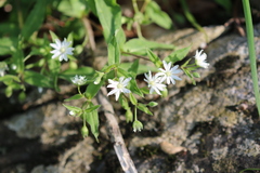 Stellaria pubera