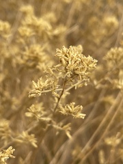 Gutierrezia microcephala