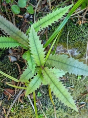 Knightia excelsa