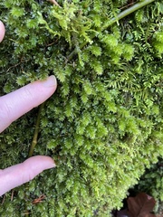 Plagiomnium venustum