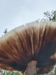 Bolbitius