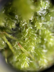 Plagiomnium venustum