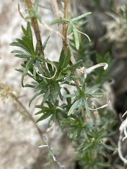 Gutierrezia microcephala