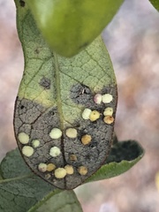 Neuroterus saltatorius texanus