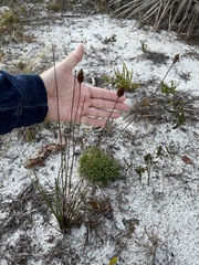 Xyris caroliniana