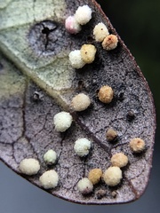 Neuroterus saltatorius texanus