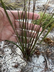 Xyris caroliniana