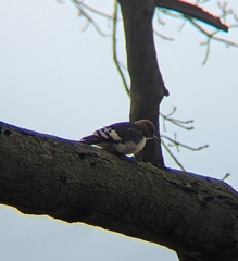 Melanerpes erythrocephalus