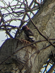 Melanerpes erythrocephalus