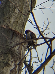 Melanerpes erythrocephalus