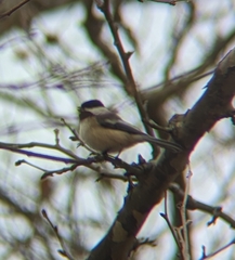 Poecile atricapillus