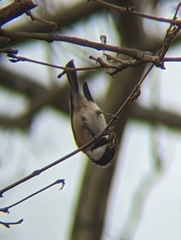 Poecile atricapillus