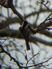 Poecile atricapillus