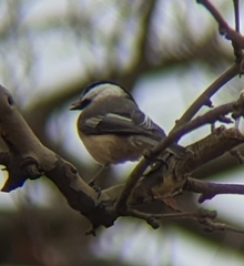 Poecile atricapillus