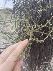 Phoradendron californicum