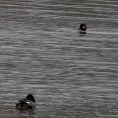 Bucephala
