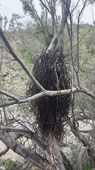 Phoradendron californicum