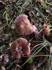 Laccaria amethysteo-occidentalis