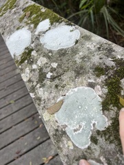 Cryptothecia striata