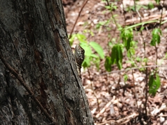 Tropidurus spinulosus
