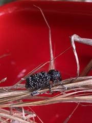 Chrysolopus detritus