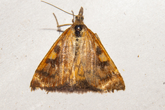 Mnesictena flavidalis