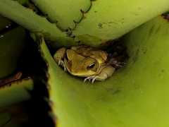 Rhinella crucifer
