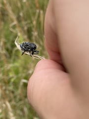 Chrysolopus detritus