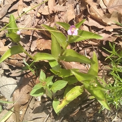 Tradescantia sillamontana