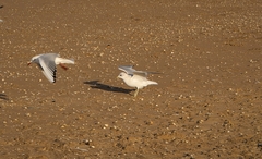 Larus canus
