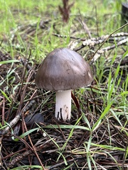 Amanita constricta