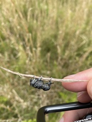 Chrysolopus detritus