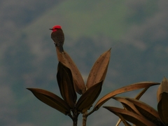 Pyrocephalus rubinus