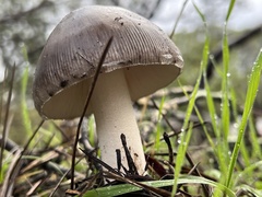 Amanita constricta