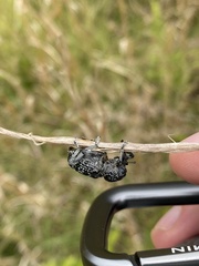 Chrysolopus detritus