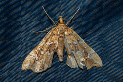 Musotima nitidalis