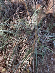 Andropogon cretaceus