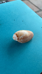 Oliva julieta