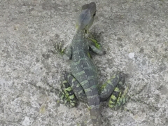 Basiliscus