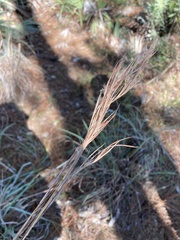 Andropogon cretaceus