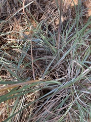 Andropogon cretaceus