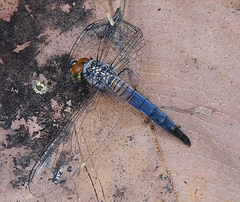 Brachydiplax denticauda