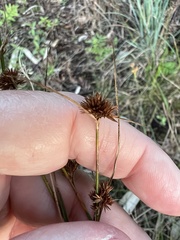 Rhynchospora cephalantha