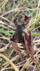 Melanoplus differentialis