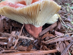 Russula rhodocephala