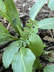 Vicia ludoviciana